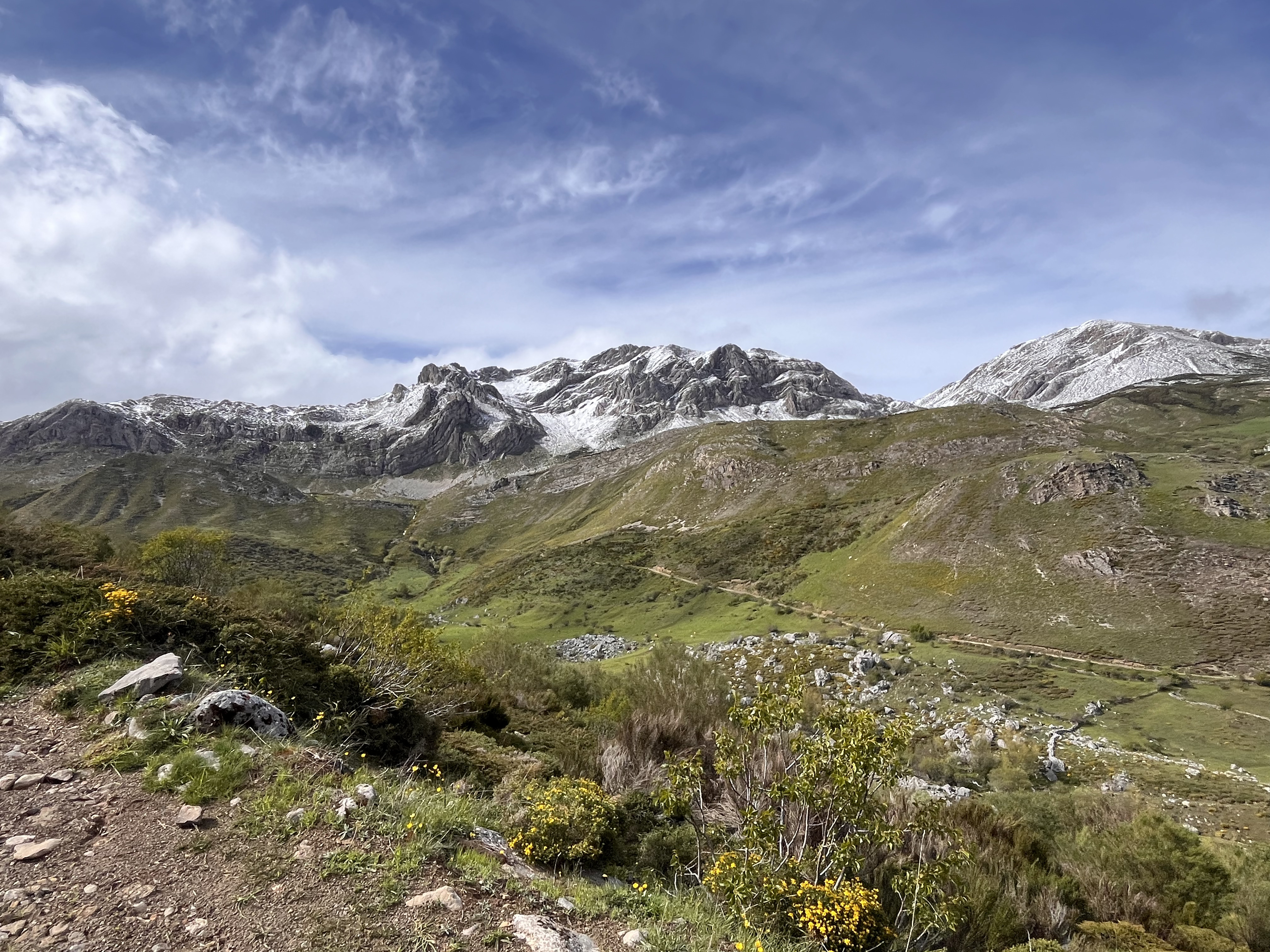Valle de Babia con flores silvestres y montañas nevadas