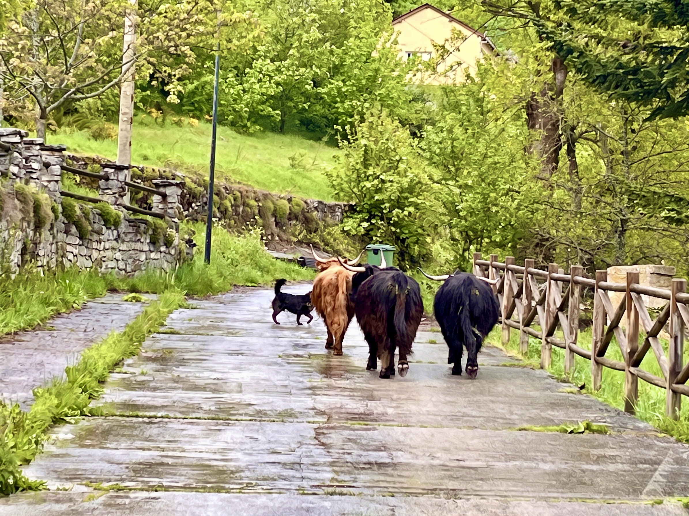 Vacas tudancas en el camino de Piedrafita